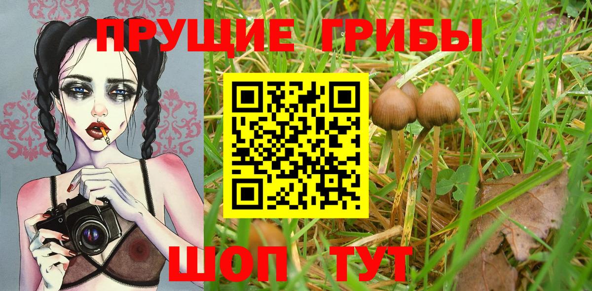 Вязники  купить наркоту  Псилоцибиновые грибы Magic Shrooms  Вход с VPN  Псилоцибиновые грибы Magic Shrooms 
